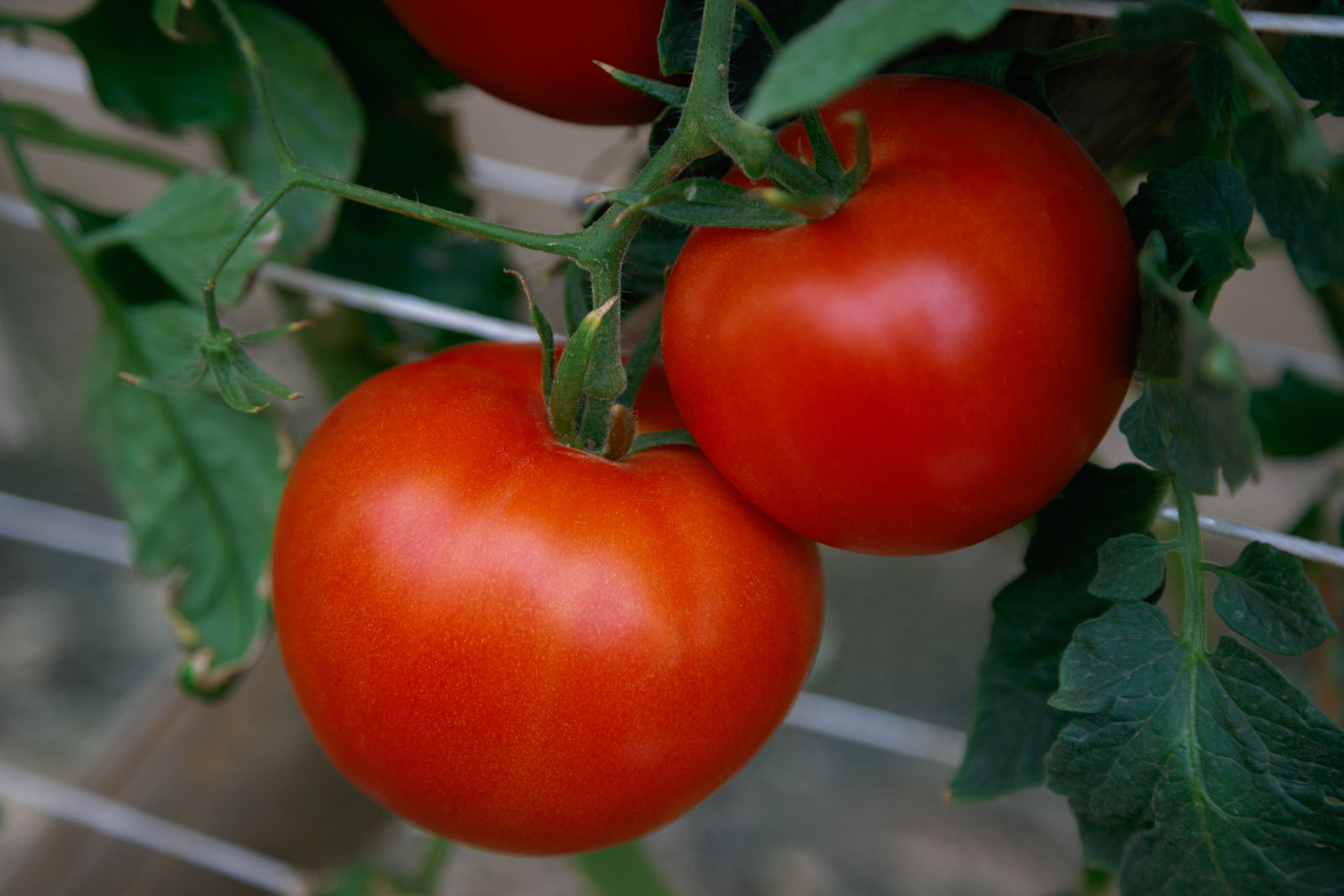 Tomato RuBee Prize F1 Hybrid