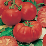 Tomato Grosse Lisse
