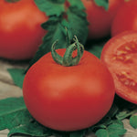 Tomato Moneymaker