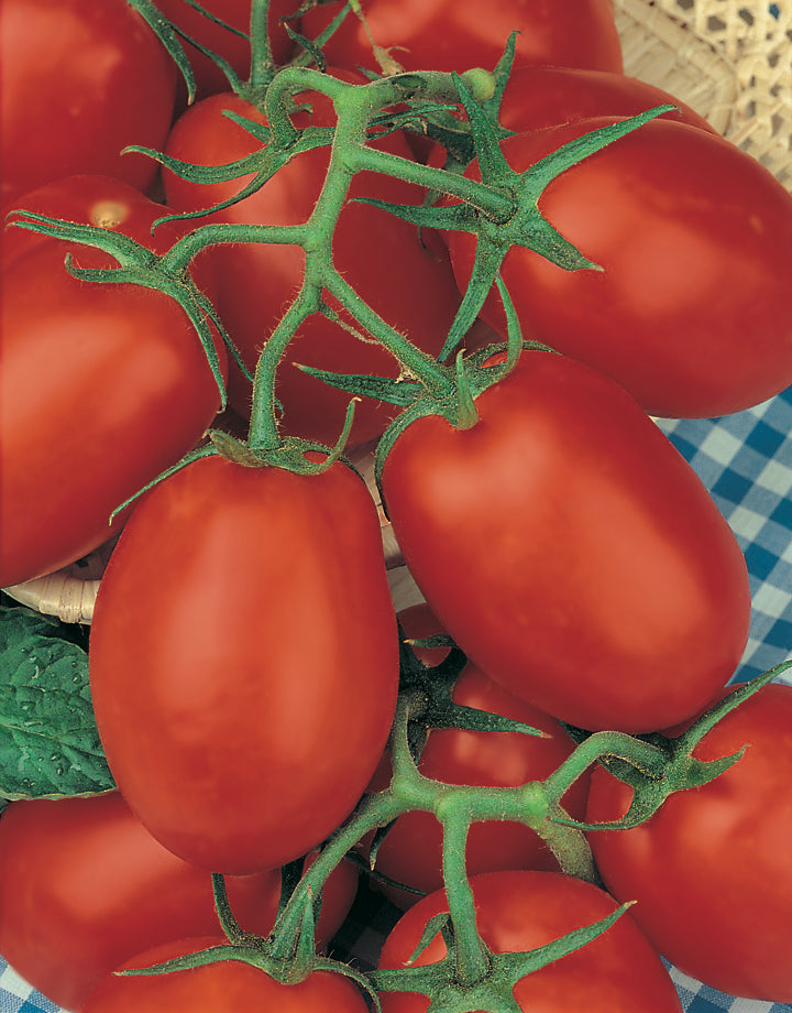 Tomato San Marzano Tall