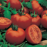 Tomato Dwarf Enterprise F1