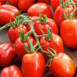 Tomato Roma