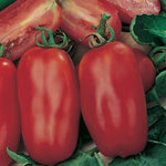 Tomato Soprano F1 Hybrid