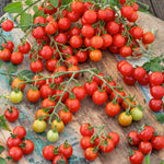 Tomato Cocktail Sweet 100 F1 Hybrid