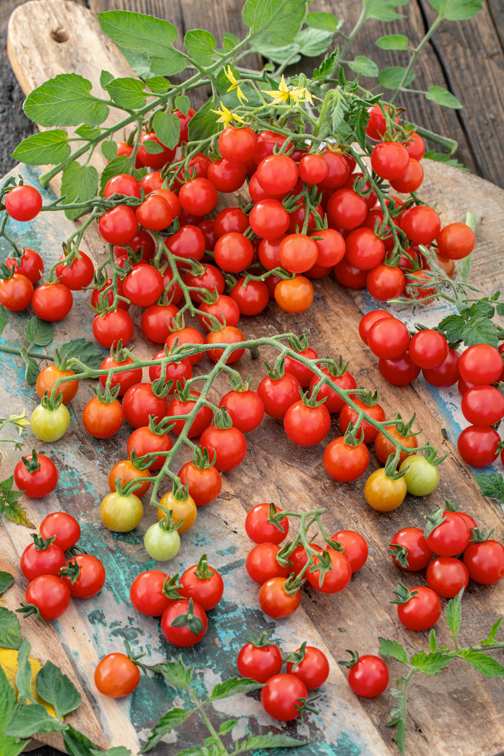 Tomato Cocktail Sweet 100 F1 Hybrid