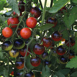 Tomato Midnight Snack F1 Hybrid