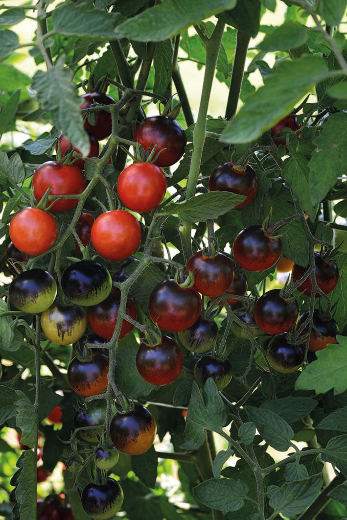 Tomato Midnight Snack F1 Hybrid