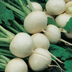 Turnip Snowball