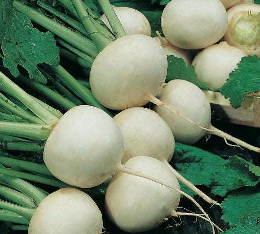 Turnip Snowball