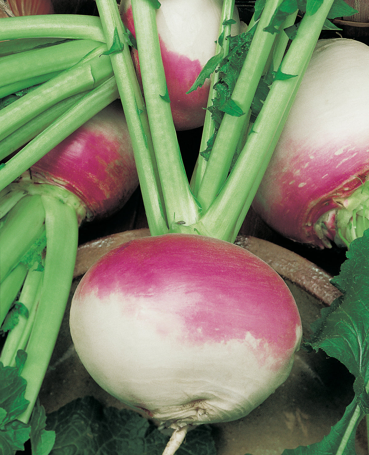 Several Turnip Free Seeds (For the choosing) – Page 13– Egmont Seeds