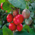 Tamarillo (Tree Tomato) Ruby Red