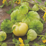 Tomatillo Verde