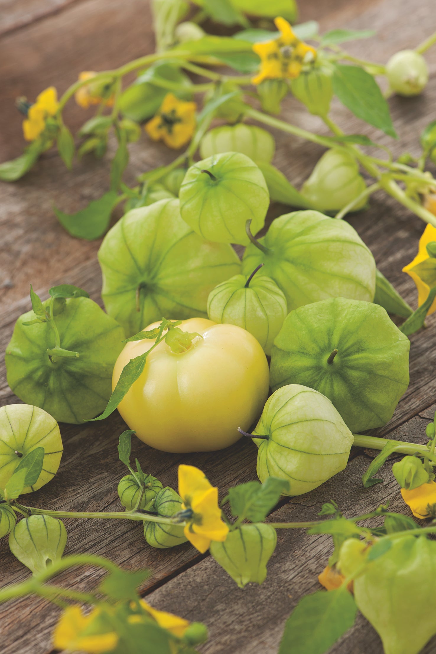 Tomatillo Verde