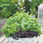 Basil Mix