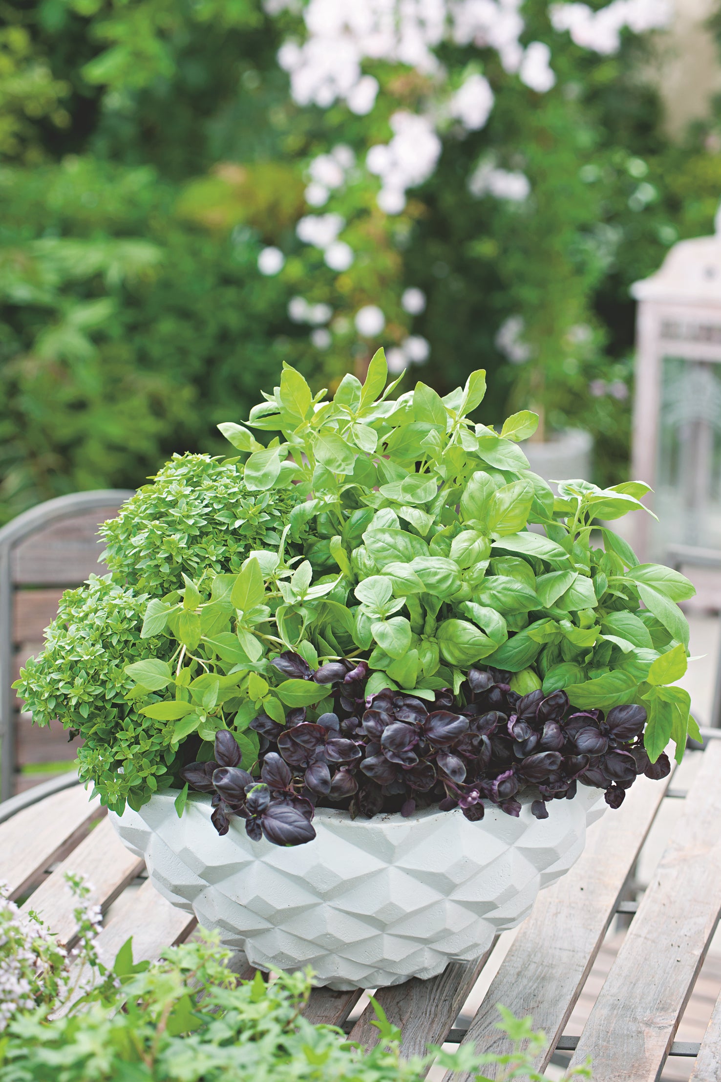 Basil Mix