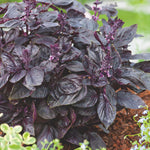 Basil Purple Ruffles