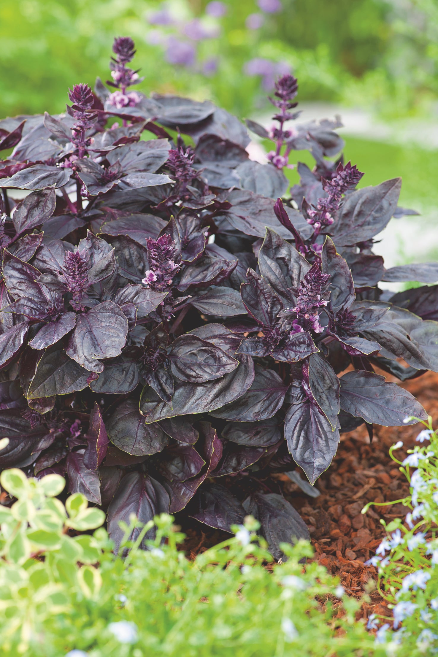 Basil Purple Ruffles