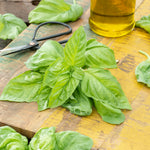 Basil San Remo