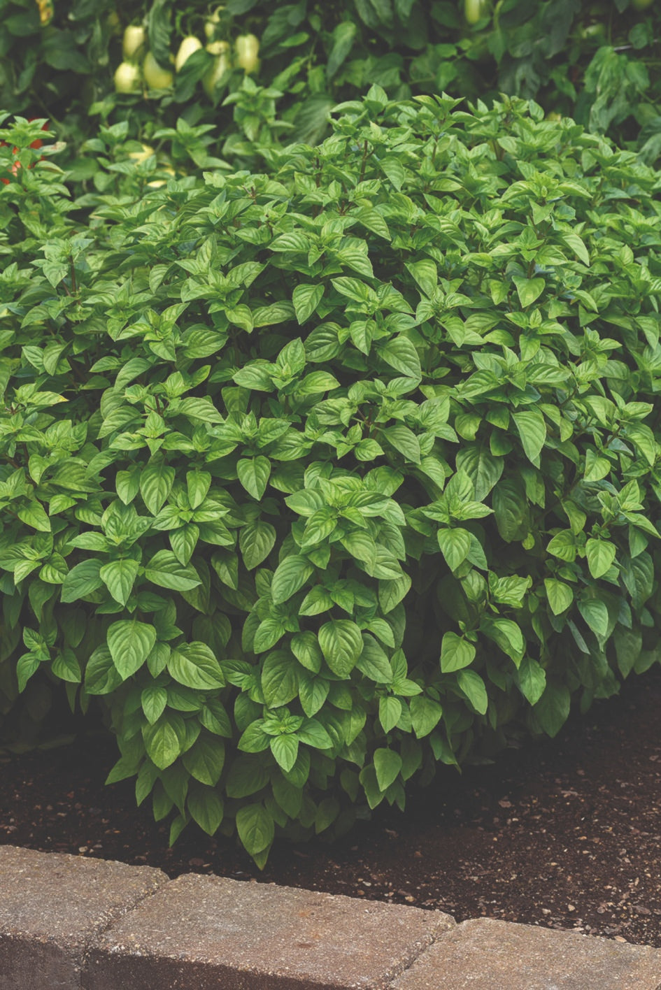 Basil Lemon Towers