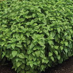Basil Lemon Towers