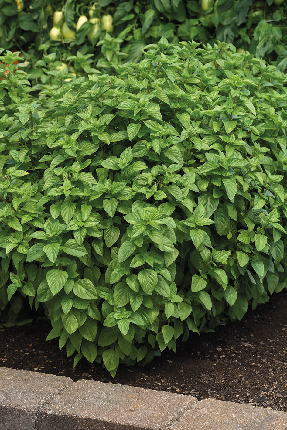 Basil Lemon Towers