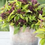 Basil Thai Siam Queen