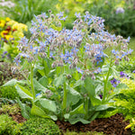 Borage