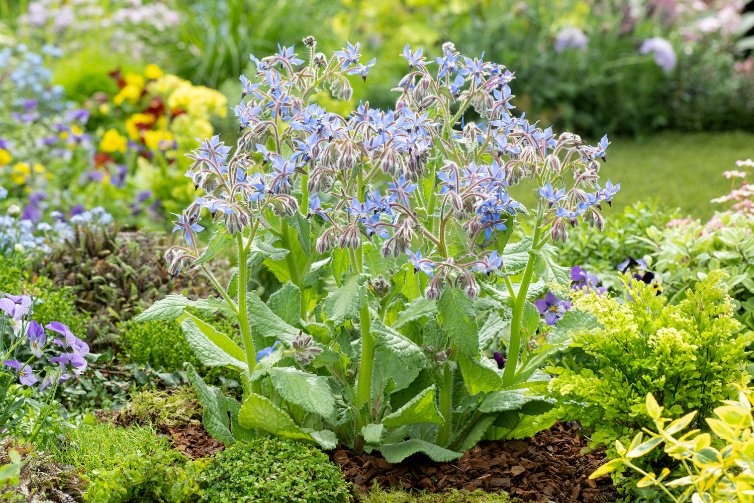 Borage