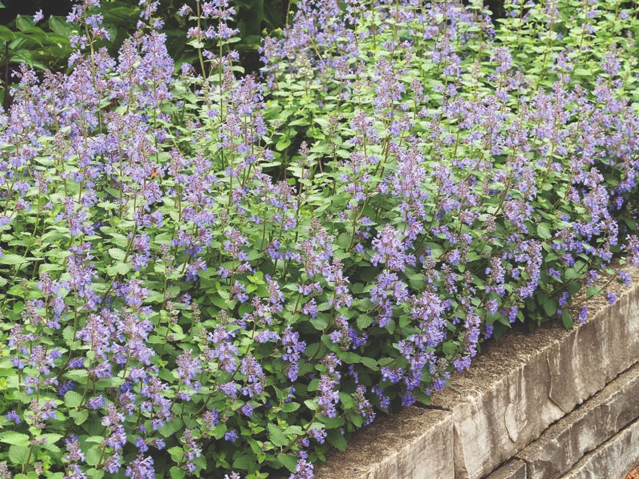 Catnip