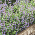 Catnip