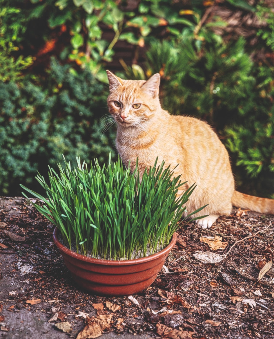 Catgrass