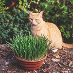 Catgrass