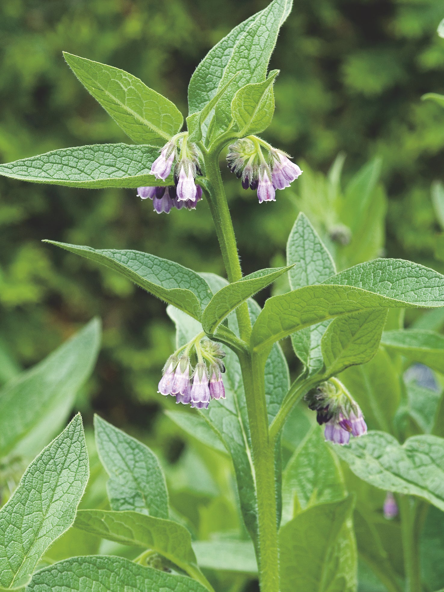 Comfrey