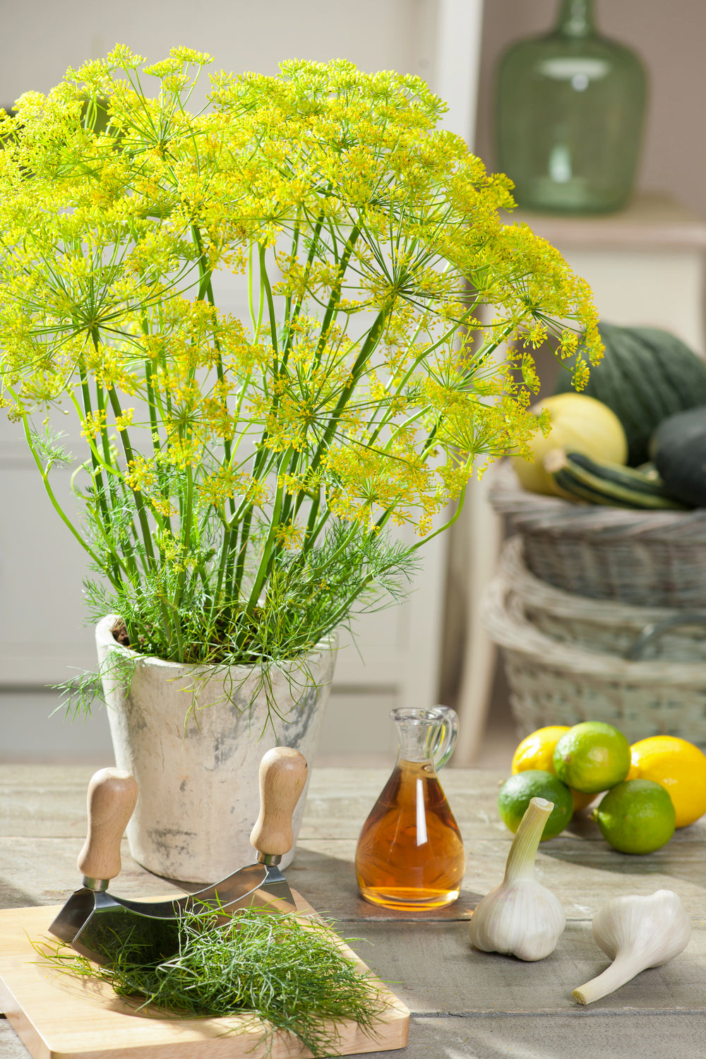 Dill Bouquet – Egmont Seeds