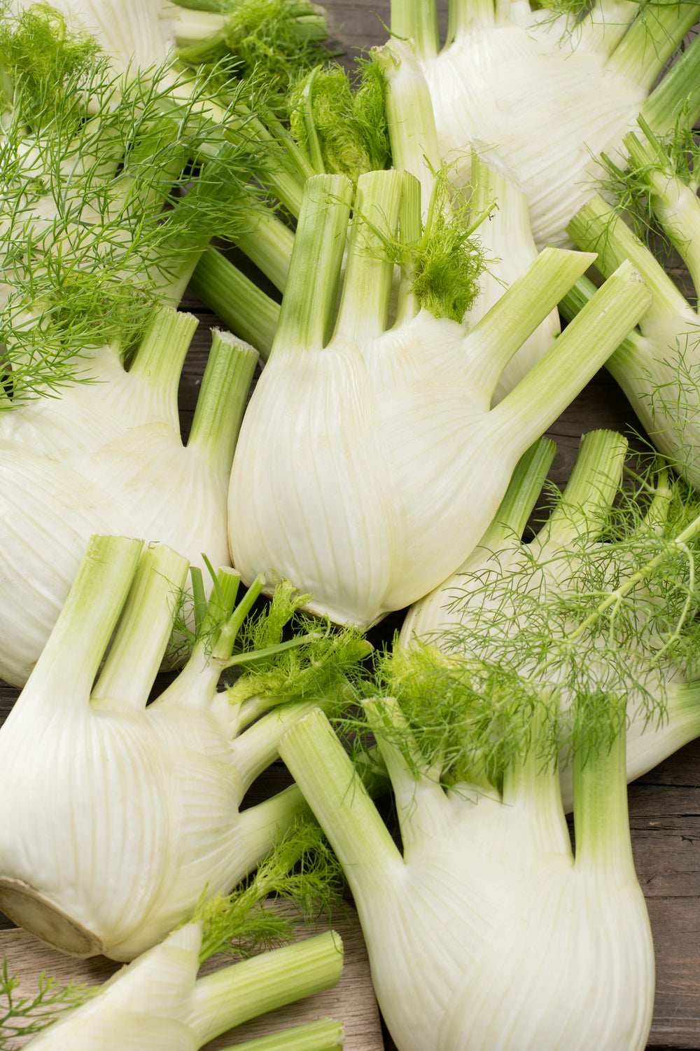 Fennel Zefa Fino (Florence Fennel)