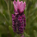 Lavender Bandera Rose