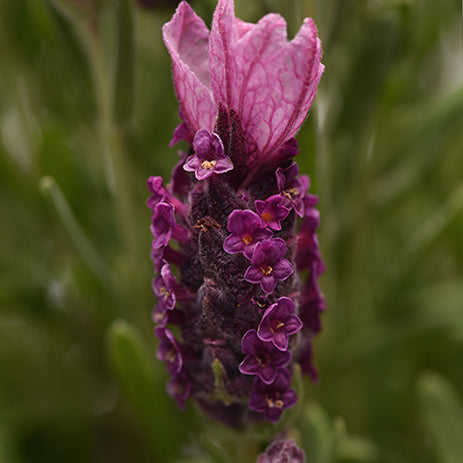 Lavender Bandera Rose