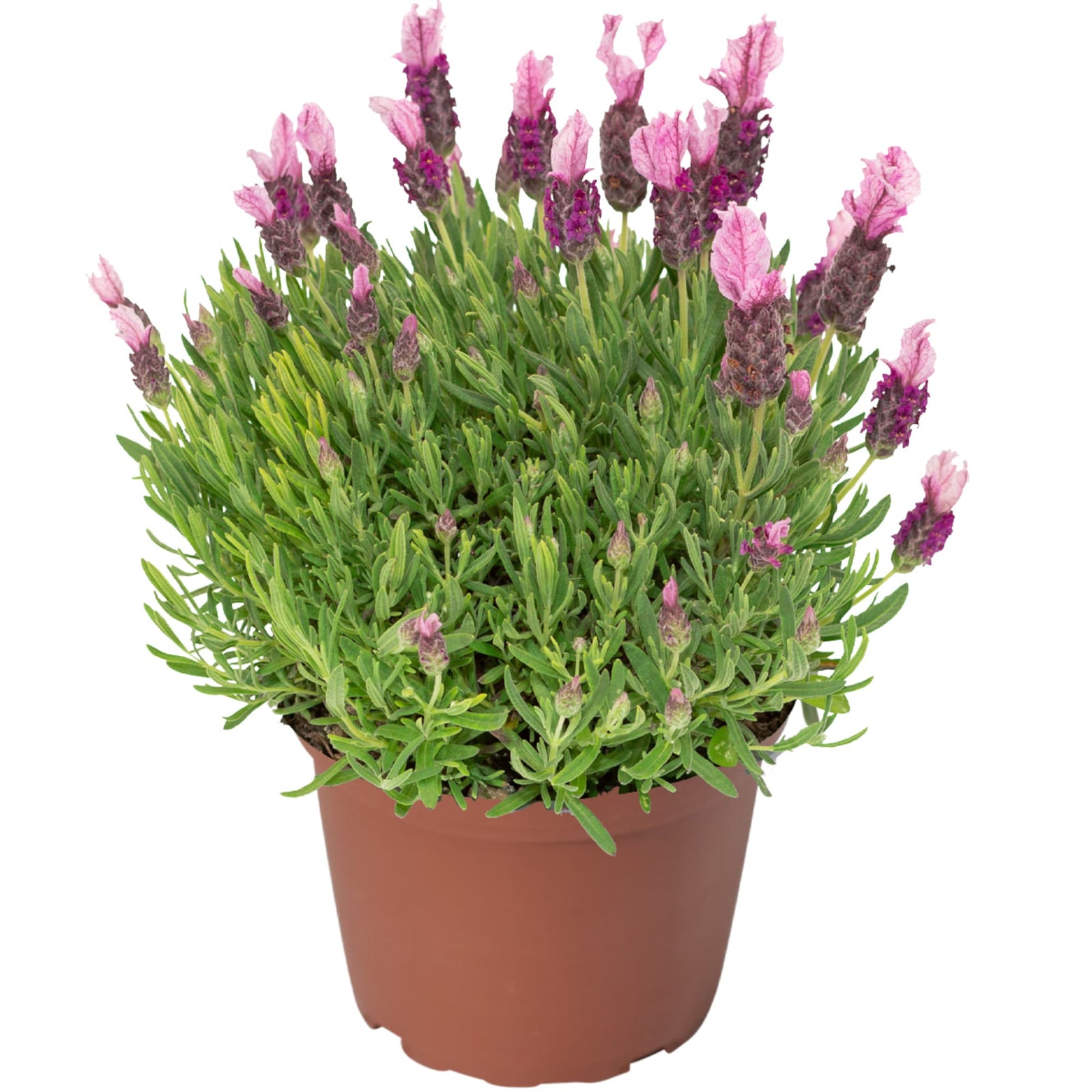 Lavender Castilliano Pink
