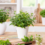 Herb Mint Common / Spearmint