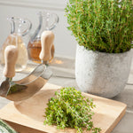 Thyme Common