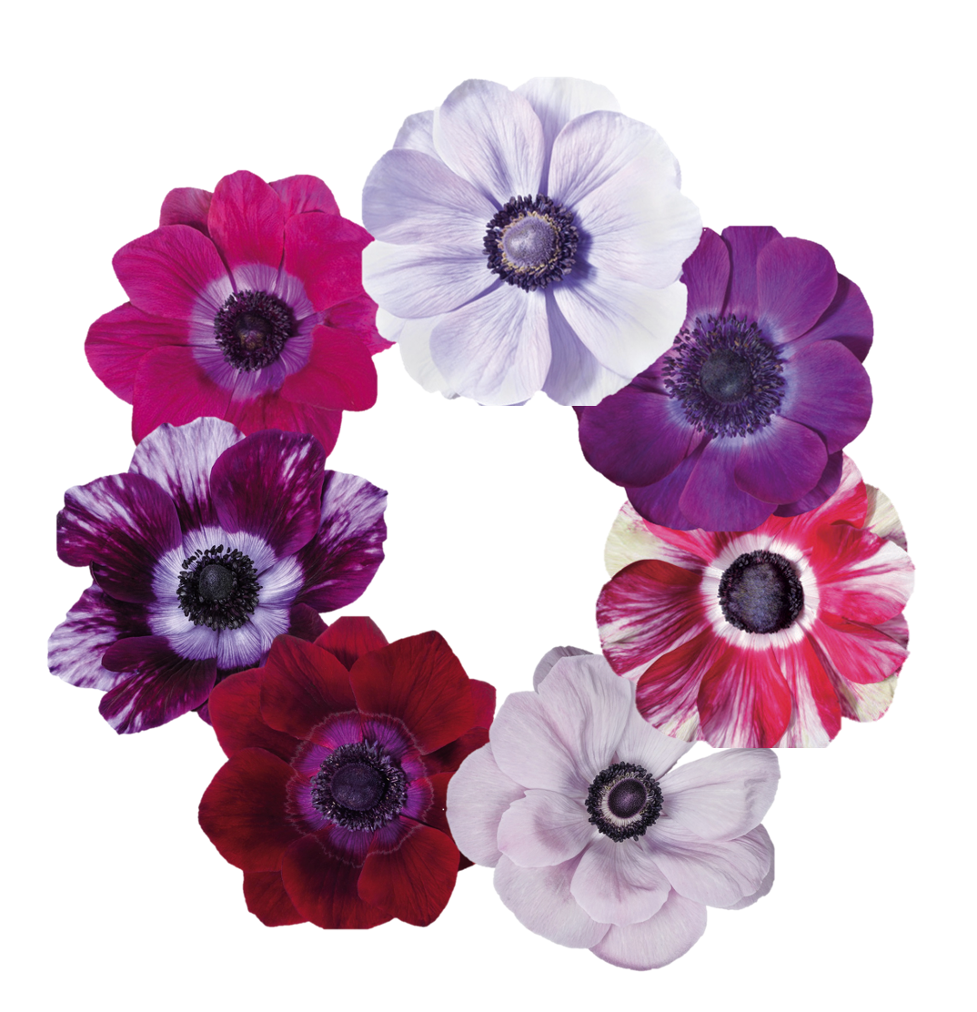 CF Anemone Mistral Mix