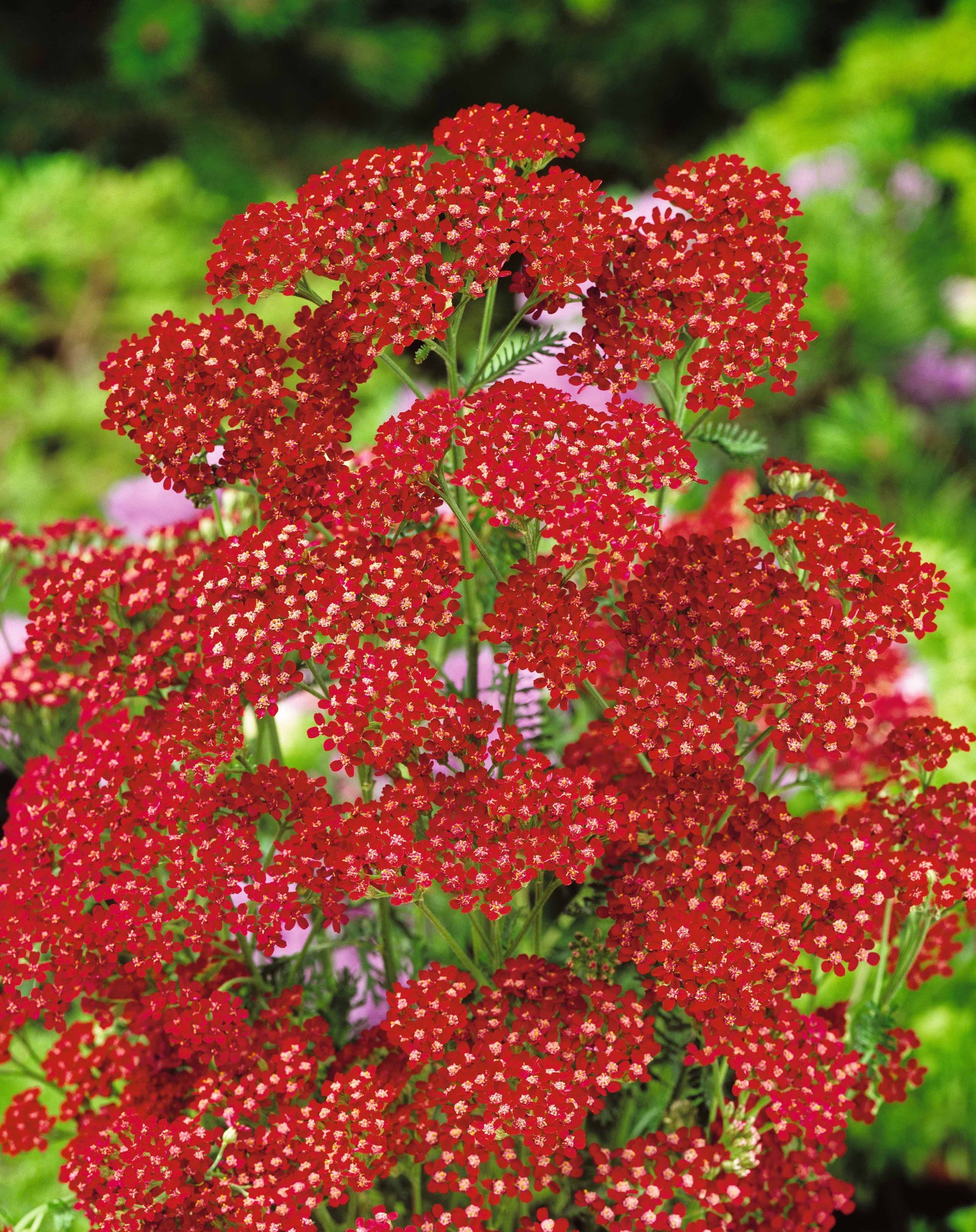 CF Achillea Cassis Shades