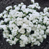CF0030