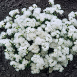 CF0030
