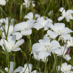 CF0040