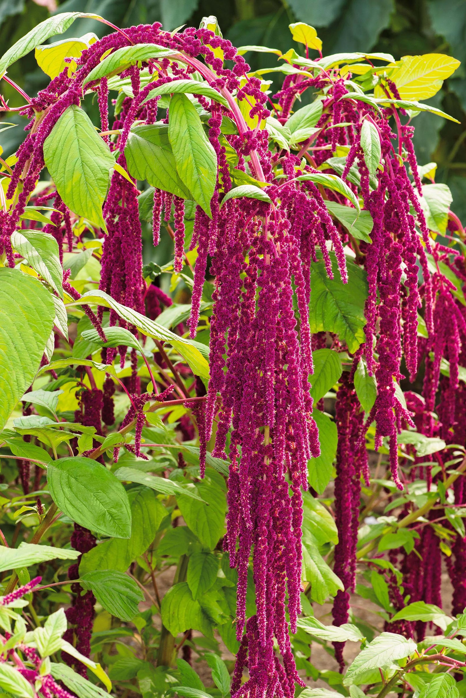 CF Amaranthus Red