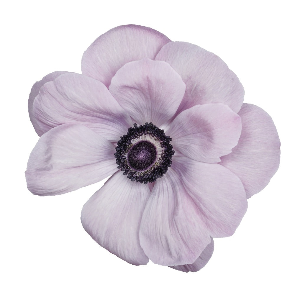 CF Anemone Mistral plus Rarity – Egmont Seeds