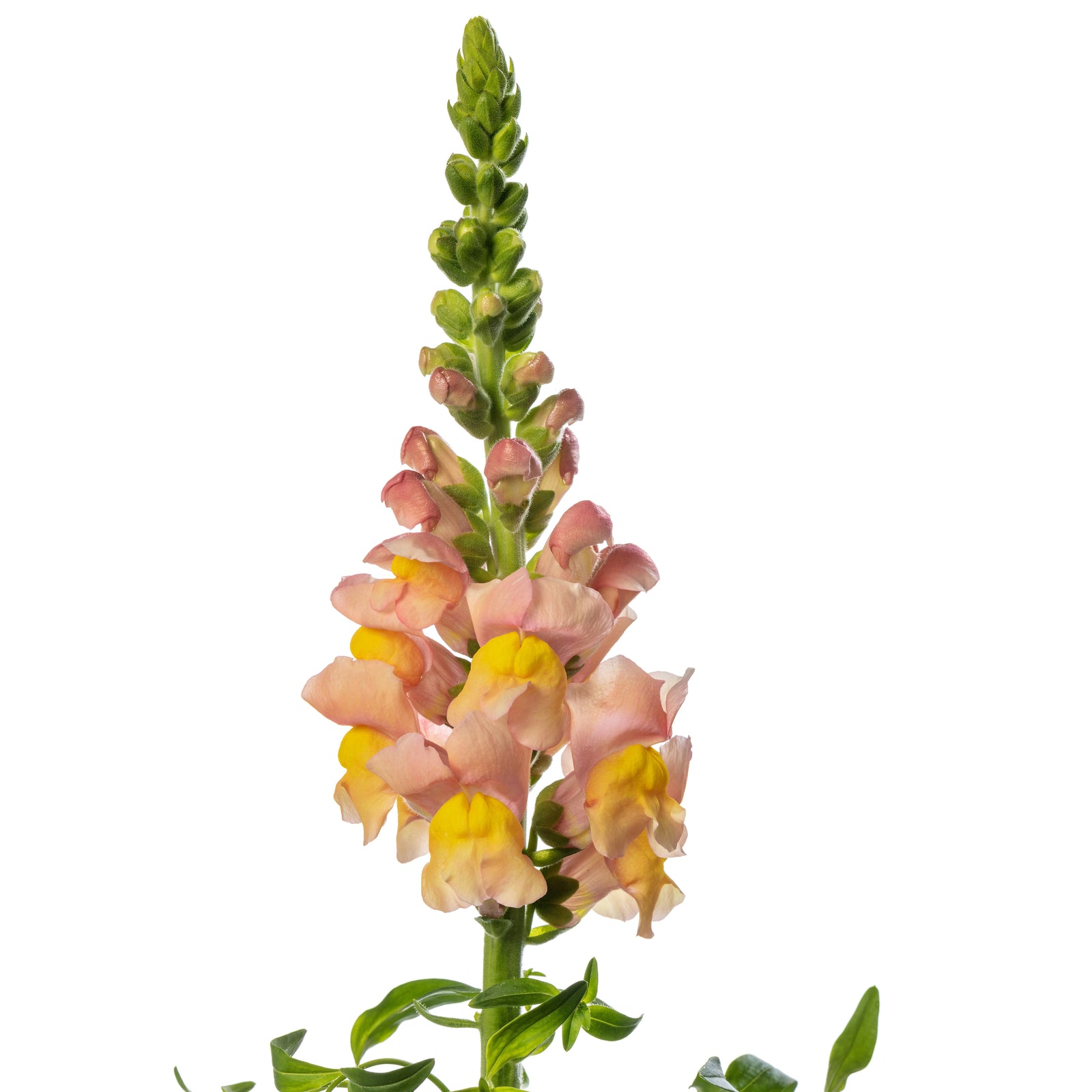 CF Antirrhinum Costa Apricot I-II