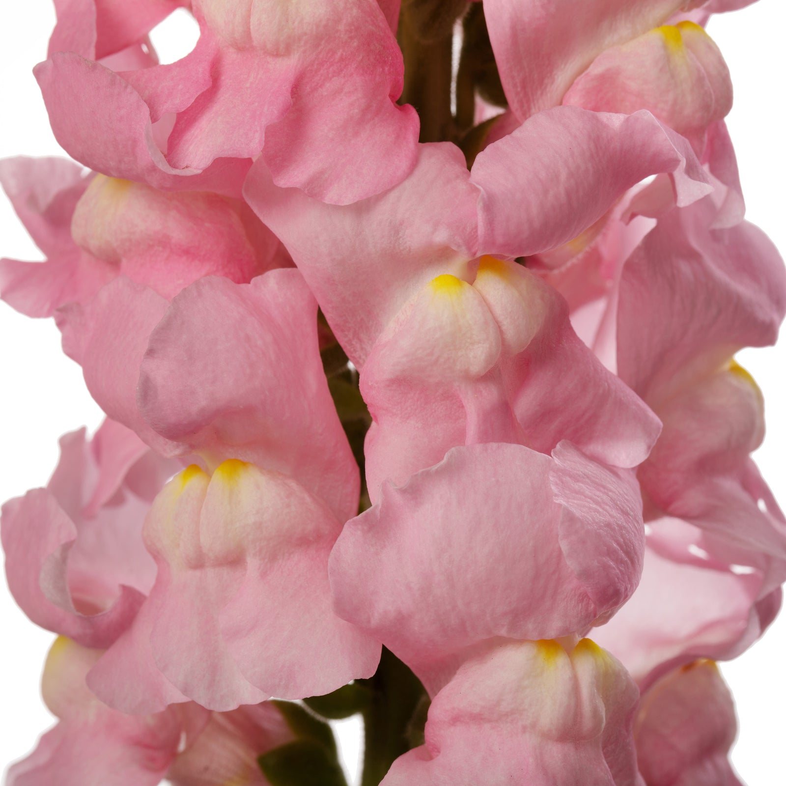 CF Antirrhinum Costa Light Rose I-II