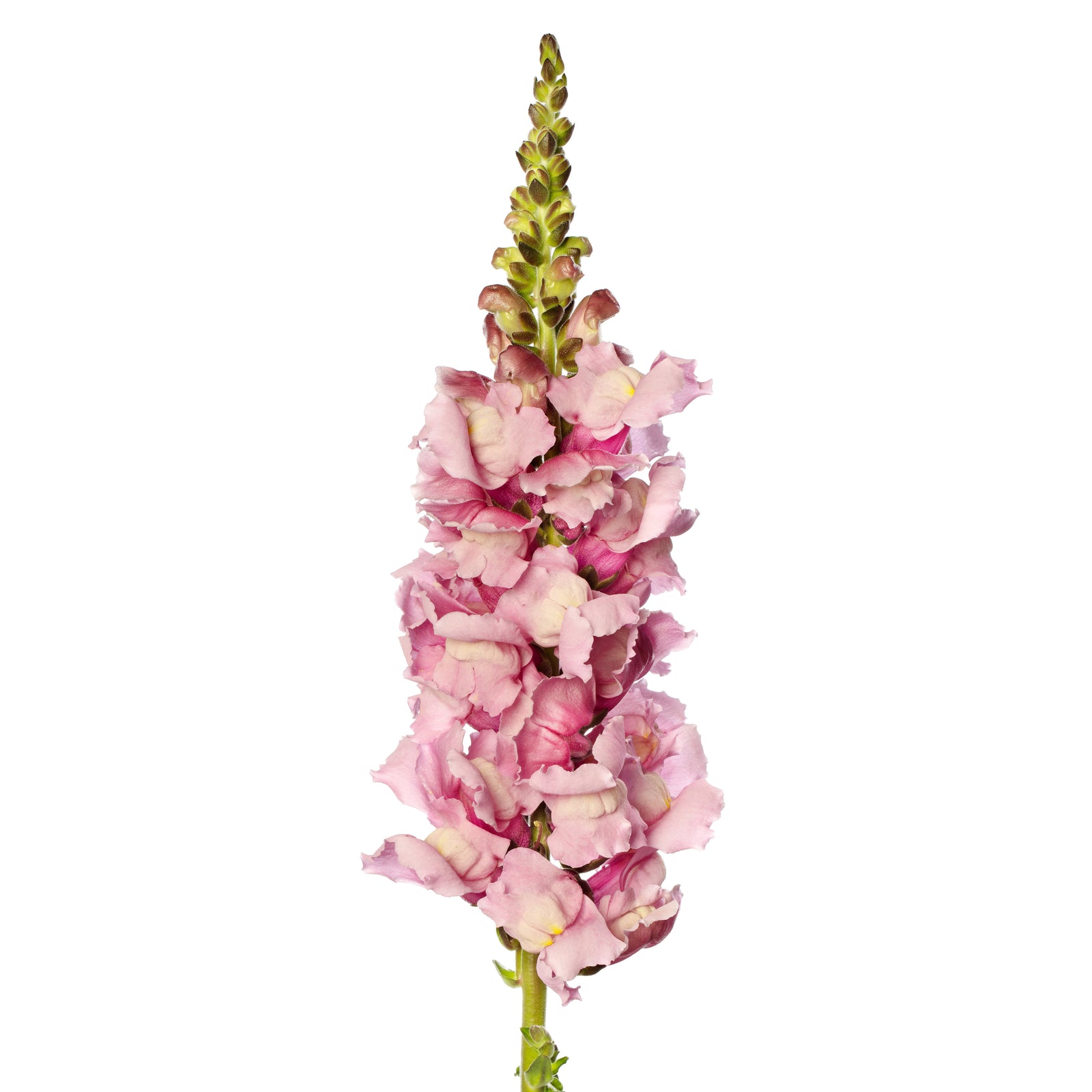 CF Antirrhinum Costa Summer Lavender III